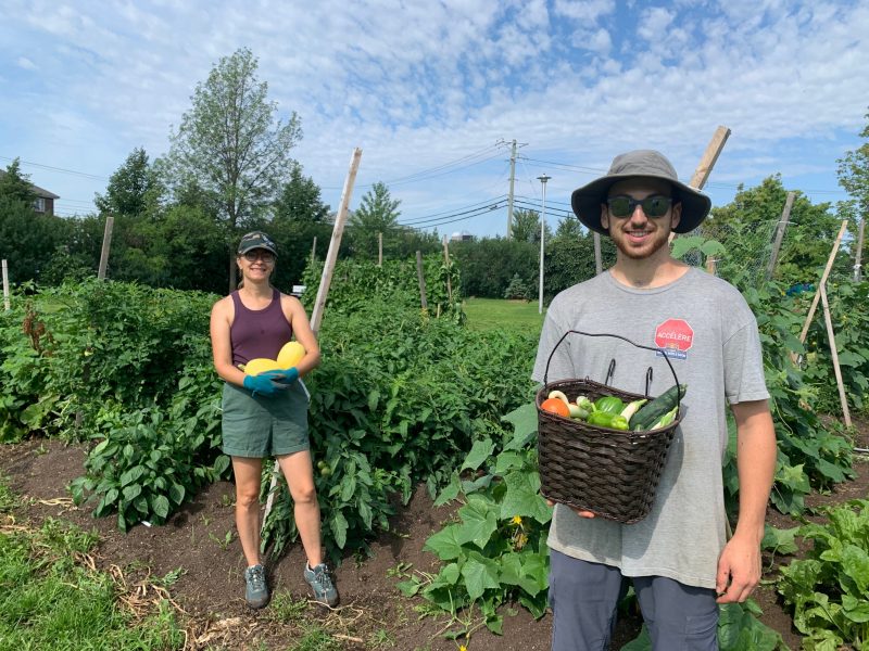 L’agente de développement à la CDC, Mélodie Georget, et le responsable du jardin collectif, Marc-Olivier Beaudry, continueront de récolter des légumes jusqu’à cet automne.
Photo Sarah-Eve Charland | L’Œil Régional ©